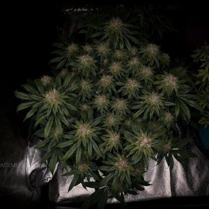 grow-with-medicgrow-smart8-spacementgrown-day47-18.jpg