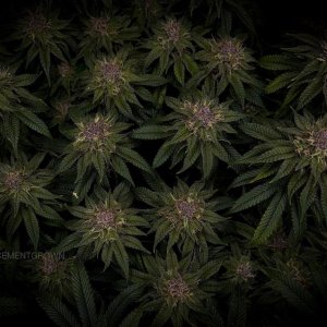 grow-with-medicgrow-smart8-spacementgrown-day47-19.jpg