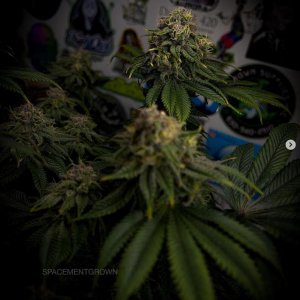 grow-with-medicgrow-smart8-spacementgrown-day47-20.jpg