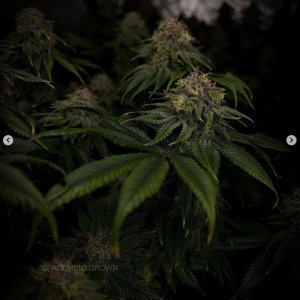 grow-with-medicgrow-smart8-spacementgrown-day47-21.jpg