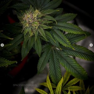 grow-with-medicgrow-smart8-spacementgrown-day47-22.jpg