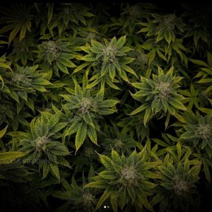 grow-with-medicgrow-smart8-spacementgrown-day47-23.jpg