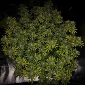 grow-with-medicgrow-smart8-spacementgrown-day47-24.jpg