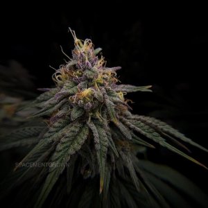 grow-with-medicgrow-smart8-spacementgrown-day47-25.jpg