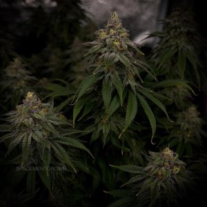 grow-with-medicgrow-smart8-spacementgrown-day47-26.jpg