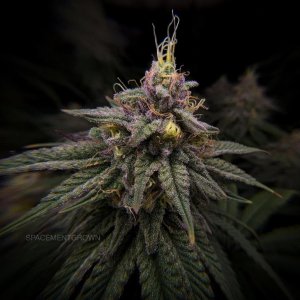 grow-with-medicgrow-smart8-spacementgrown-day47-28.jpg