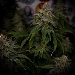 grow-with-medicgrow-smart8-spacementgrown-day47-30.jpg