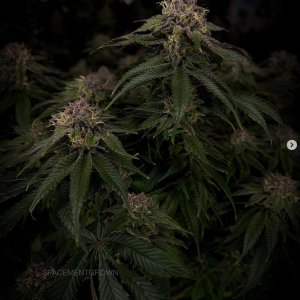 grow-with-medicgrow-smart8-spacementgrown-day47-31.jpg