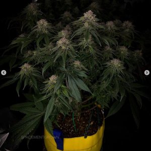 grow-with-medicgrow-smart8-spacementgrown-day47-32.jpg