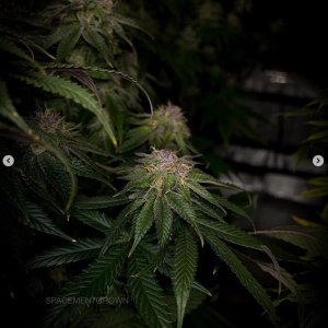 grow-with-medicgrow-smart8-spacementgrown-day47-33.jpg