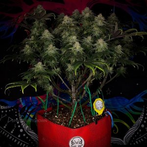 grow-with-medicgrow-smart8-spacementgrown-day47-34.jpg