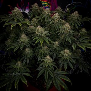 grow-with-medicgrow-smart8-spacementgrown-day47-35.jpg