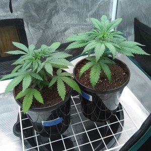 Sour Diesel (I) Super Skunk (r)