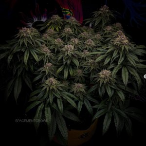 grow-with-medicgrow-smart8-spacementgrown-day49.jpg