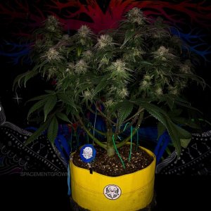 grow-with-medicgrow-smart8-spacementgrown-day49-1.jpg