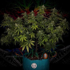 grow-with-medicgrow-smart8-spacementgrown-day49-2.jpg