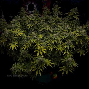 grow-with-medicgrow-smart8-spacementgrown-day49-3.jpg