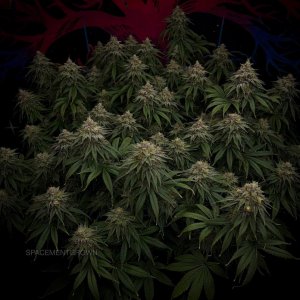 grow-with-medicgrow-smart8-spacementgrown-day49-4.jpg