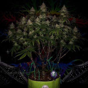 grow-with-medicgrow-smart8-spacementgrown-day49-5.jpg