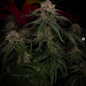 grow-with-medicgrow-smart8-spacementgrown-day49-7.jpg