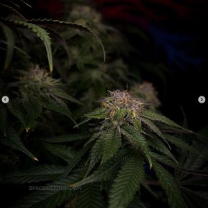 grow-with-medicgrow-smart8-spacementgrown-day49-8.jpg