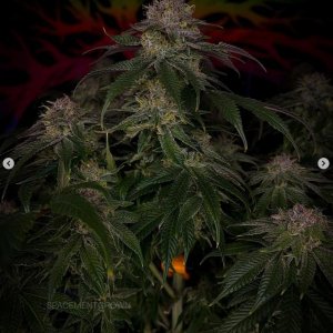 grow-with-medicgrow-smart8-spacementgrown-day49-9.jpg