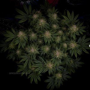 grow-with-medicgrow-smart8-spacementgrown-day49-10.jpg