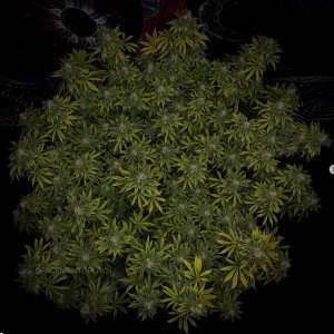 grow-with-medicgrow-smart8-spacementgrown-day49-12.jpg