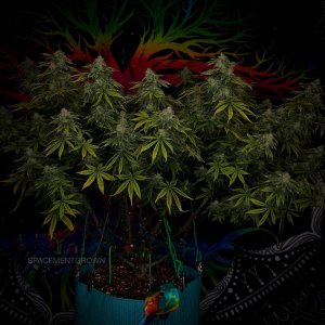 grow-with-medicgrow-smart8-spacementgrown-day49-13.jpg