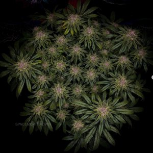 grow-with-medicgrow-smart8-spacementgrown-day49-14.jpg