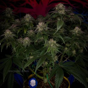 grow-with-medicgrow-smart8-spacementgrown-day49-15.jpg