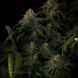 grow-with-medicgrow-smart8-spacementgrown-day49-16.jpg