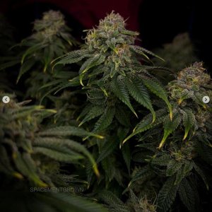 grow-with-medicgrow-smart8-spacementgrown-day49-17.jpg