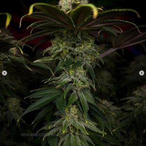 grow-with-medicgrow-smart8-spacementgrown-day49-18.jpg