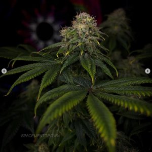 grow-with-medicgrow-smart8-spacementgrown-day49-19.jpg