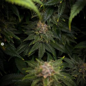 grow-with-medicgrow-smart8-spacementgrown-day49-20.jpg