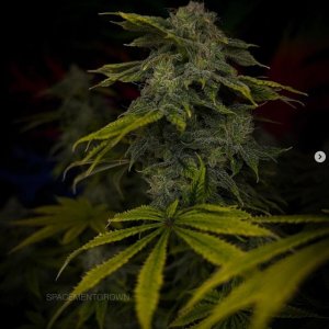 grow-with-medicgrow-smart8-spacementgrown-day49-21.jpg