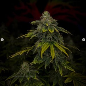 grow-with-medicgrow-smart8-spacementgrown-day49-23.jpg