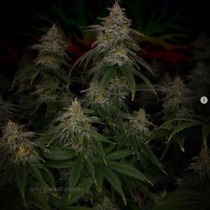 grow-with-medicgrow-smart8-spacementgrown-day49-25.jpg