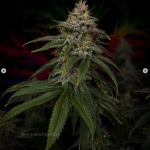 grow-with-medicgrow-smart8-spacementgrown-day49-26.jpg