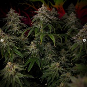 grow-with-medicgrow-smart8-spacementgrown-day49-27.jpg