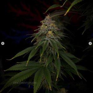 grow-with-medicgrow-smart8-spacementgrown-day49-28.jpg