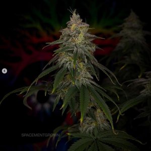 grow-with-medicgrow-smart8-spacementgrown-day49-29.jpg