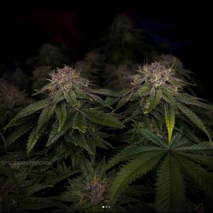 grow-with-medicgrow-smart8-spacementgrown-day49-30.jpg