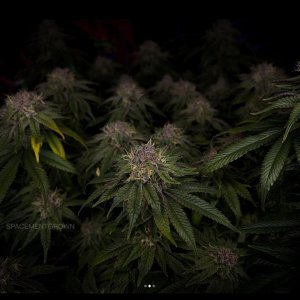 grow-with-medicgrow-smart8-spacementgrown-day49-31.jpg