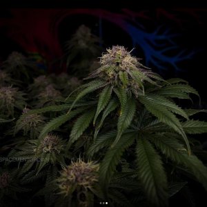 grow-with-medicgrow-smart8-spacementgrown-day49-32.jpg