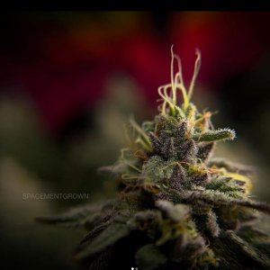 grow-with-medicgrow-smart8-spacementgrown-day49-34.jpg