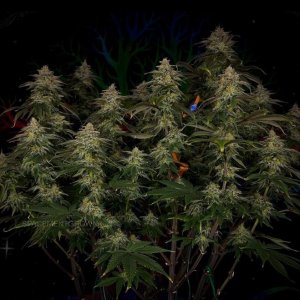 grow-with-medicgrow-smart8-spacementgrown-day49-36.jpg