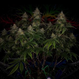 grow-with-medicgrow-smart8-spacementgrown-day49-37.jpg