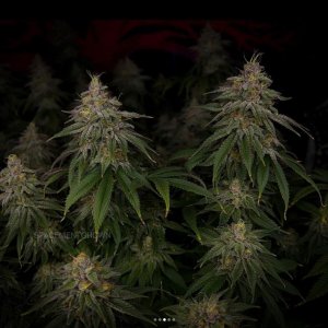 grow-with-medicgrow-smart8-spacementgrown-day49-38.jpg